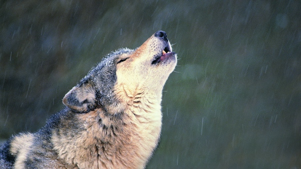 wolf_howl